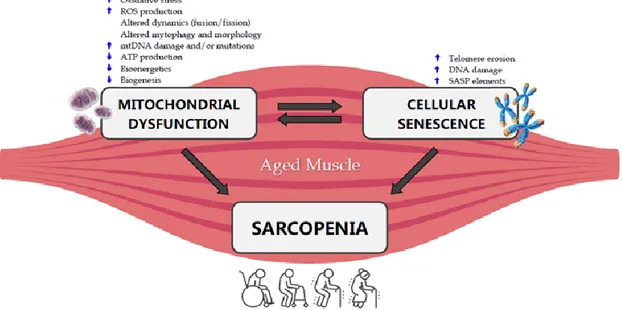Figure  1.  Crosstalk  between  mitochondrial  dysfunction,  cellular  senescence  and  sarcopenia  in  the  aged  muscle