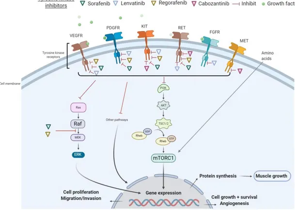 Figure  1.  Mechanisms  of  action  of  tyrosine  kinase  inhibitors  (TKIs)  in  hepatocellular  carcinoma  (HCC)