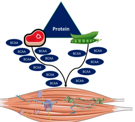 Figure 4. Animal- and plant-based protein sources. Animal-based plant protein is expected to have a  higher content of branched-chain amino acids (BCAAs), thereby evoking greater stimulation of  anabolic pathways and muscle protein synthesis than plant-bas