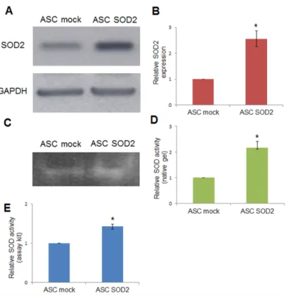 Figure 1. Lentiviral-mediated SOD2 gene transfer into ASCs. (A) Immunoblotting and (B)  densitometric analysis in mock- and SOD2-transduced ASCs: the blot was probed with a primary  antibody specific for human SOD2, and one directed against GAPDH as normal