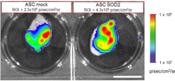 Figure 5.  SOD2-expressing ASCs show improved engraftment potential: ex vivo gel plug BLI  analysis