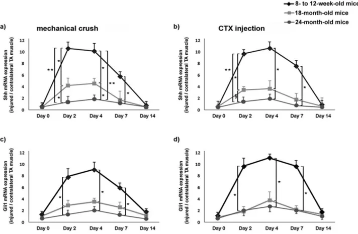 Figure 1.  Impaired activation of the Sonic hedgehog (Shh) signaling pathway in injured muscles of 18- and 24-month-old mice
