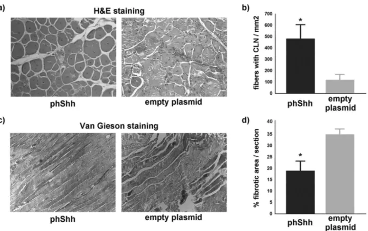 Figure 4.  Treatment with plasmid encoding the human Shh gene (phShh) increases the number of regenerating myofibers and reduces fibrosis after cardiotoxin  (CTX) injury