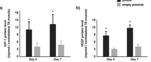 Figure 5.  Treatment with plasmid encoding the human Shh gene (phShh) increases expression of insulin-like growth factor (IGF)-1 and vascular endothelial  growth factor (VEGF)165 after cardiotoxin (CTX) injury