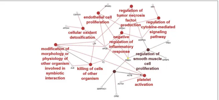 FIGURE 4 | ClueGO cytoscape network of CM proteins associated with GO biological processes (GO BP) at medium network specificity