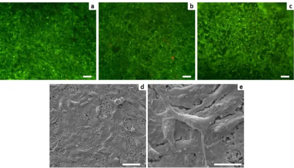 Figure 8. Cell viability analyzed by the live/dead assay: Calcein AM stains for live cells in green,   EthD-1 stains for dead cells in red