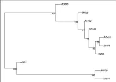 FIGURE 7 | Phylogenetic tree produced by Ape/Phangorn, bootstrap value at nodes.