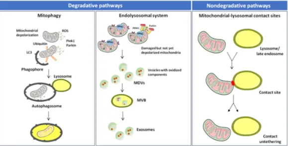 Figure 1. Degradative and nondegradative pathways in mitochondrial quality control. 