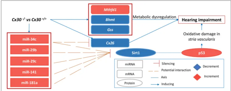 FIGURE 7 | Pathogenic mechanism proposed. The scheme describes our results in a mouse model of inherited digenic deafness at P5, highlighting an early involvement of a miRNA-mediated Sirt1–p53 axis as a nexus between oxidative stress in SV, metabolic dysre