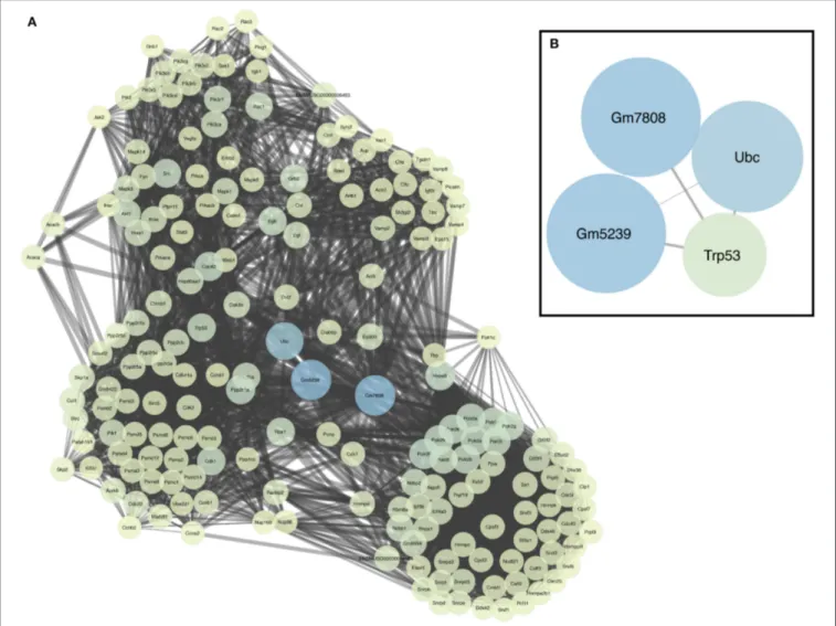 FIGURE 2 | PPI network. (A) Extended PPI network obtained using the miRNA target genes as input data (seeds)