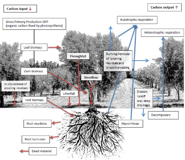 Figure 1. Carbon inputs and outputs in a typical olive grove in production. 