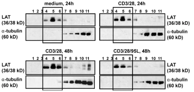 Figure S5.  Untreated and CD95L-treated T cells do not exhibit differences in the recruitment of TCR-associated signal molecules into lipid  rafts