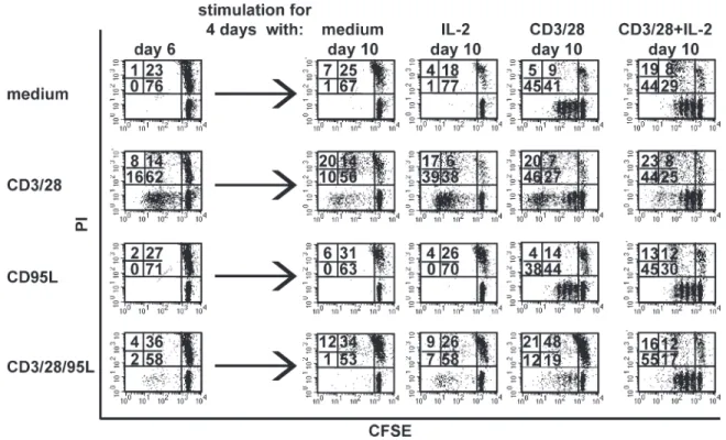 Figure 4.  Co-stimulation of CD95 during T cell priming induces T cell unresponsiveness