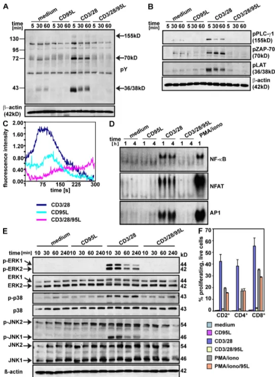 Figure 5.  Inhibition of proximal TCR signaling events in T cells activated in the presence of CD95L