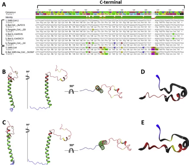 Fig. 1. Multiple sequence alignment and homology modelling of E proteins. A) Envelope Protein multiple sequence alignment of C-terminal domain in human, bat and pangolin SARS-like coronaviruses highlights the identity among SARS-CoV-2, 2 bat CoV strains (R