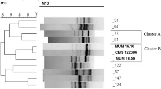 Fig. 6 reports the dendrogram for Penicillium subgenus Penicil- Penicil-lium with 83 sequences, 50 obtained from this study and 33 from the GenBank database