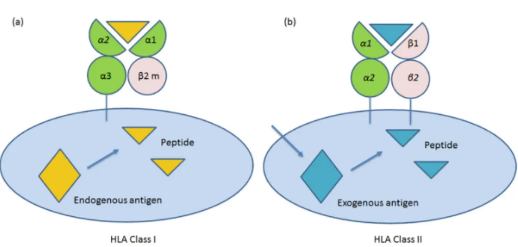Figure 2. Schematic representation of molecular structure of human leukocyte antigen (HLA) class I  (a) and II (b) molecules in human cells