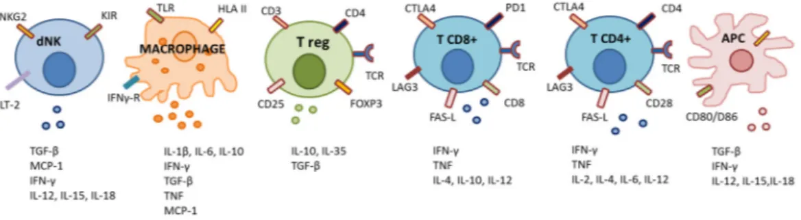 Figure 3. Main immune cells involved in immune tolerance at feto-maternal interface. APC: antigen  presenting cell; CTLA4: cytotoxic T-lymphocyte associated protein-4; dNK: decidual natural killer cell; 
