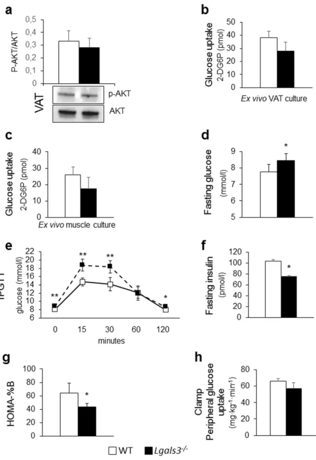 Figure 6.  Tissue and systemic insulin sensitivity and glucose homeostasis in 5-month-old WT and Lgals3 −/−  mice