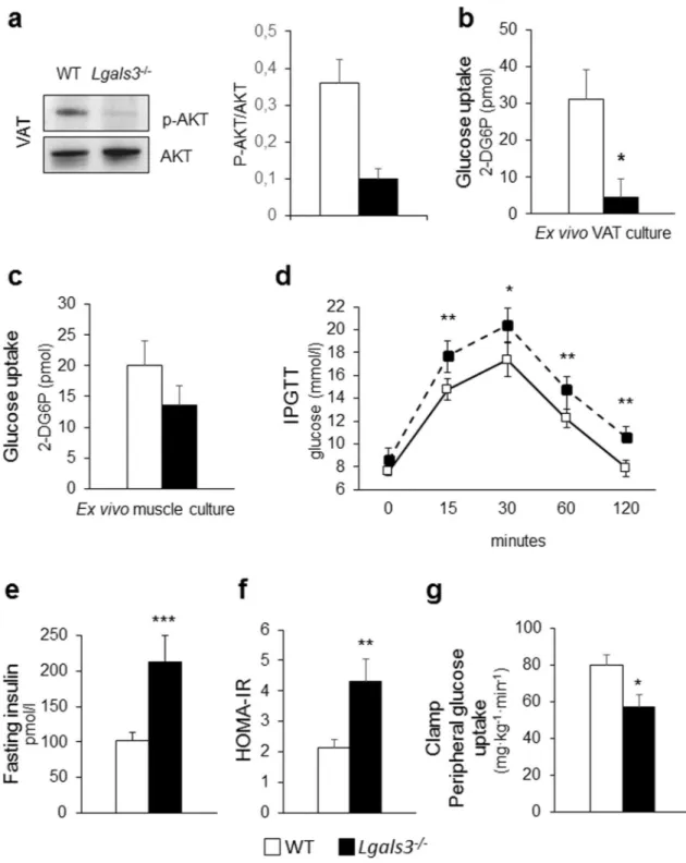 Figure 4.  Tissue and systemic insulin sensitivity and glucose homeostasis in 2-month-old WT and Lgals3 −/−