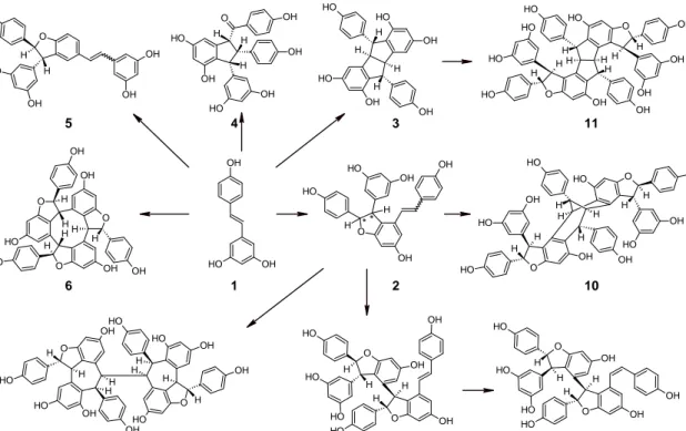 Figure 1. Scheme of formation of viniferins and resveratrol oligomers in grape: (1) trans‐resveratrol; 