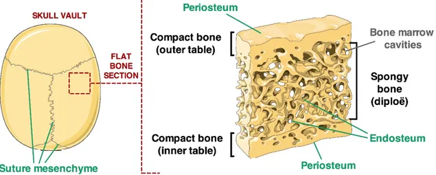 Figure 1. Visual description of the architecture of calvarial flat bone. Two sheets (outer and inner  tables) of compact bone enclose a layer of spongy bone (diploë)