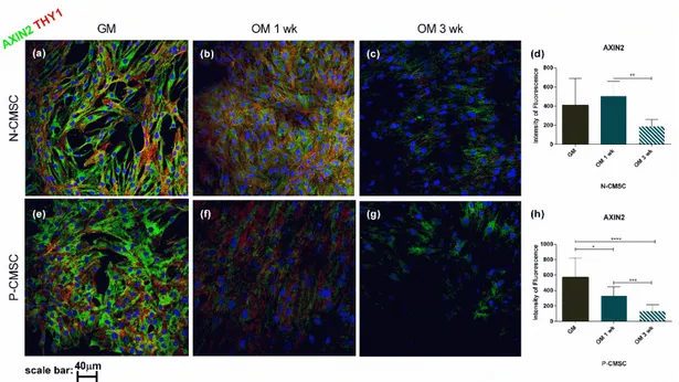 Figure 8. Expression of AXIN2 and THY1 in CMSC during osteogenic induction. Markers’ expression  analysed  by  immunofluorescence  in (a–c) N-CMSC and (e–g) P-CMSC, cultured with osteogenic  medium (OM) for one (1 wk) and three weeks (3 wk), compared to ce