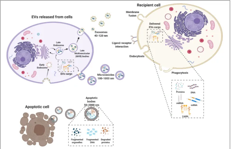 FIGURE 1 | Biogenesis of extracellular vesicles (EVs). EVs are a heterogeneous family of membrane-bound vesicles produced by a donor cell that target a recipient cell