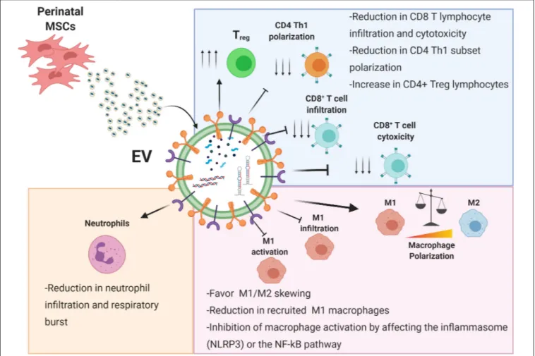FIGURE 2 | Immunomodulatory effects of perinatal-MSC extracellular vesicles (EVs). The molecular content of perinatal MSC-EVs represented by proteins, lipids, and nucleic acids can strongly affect both the innate (neutrophils and macrophages) and adaptive 
