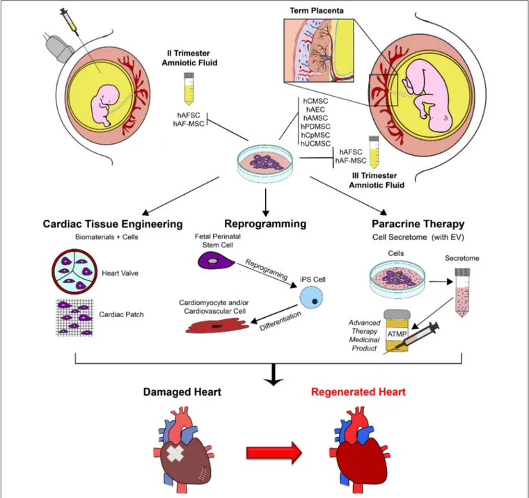 FIGURE 1 | Schematic representation of exploitation of fetal perinatal stem cell biology for cardiac regeneration