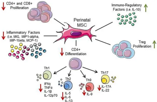 Figure 5. Effects of perinatal MSC on T cells. MSC and their secreted factors suppress the proliferation,  inflammatory cytokine production, and differentiation of T cells, while they stimulate the generation  of Treg cells and factors