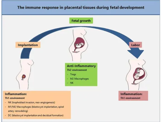 Figure 1. The immune response in placental tissues during fetal development. The first trimester of  pregnancy is associated with a proinflammatory reaction which is necessary for implantation