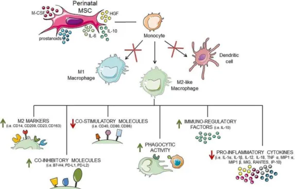 Figure 4. Effects of perinatal MSC on antigen-presenting cells. MSC and their secreted factors block  dendritic cell and M1 macrophage differentiation, and induce the differentiation of monocytes into  macrophages enriched with anti-inflammatory M2-like fe