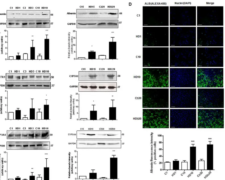 Fig 3. Hepatic genes expression augments in hAECs with HD treatment. (A) Amniotic cells were seeded in 6-wells plate and incubated with complete IMDM medium supplemented with 10% FBS (C) or hepatic differentiation medium (HD) for at least 30 days