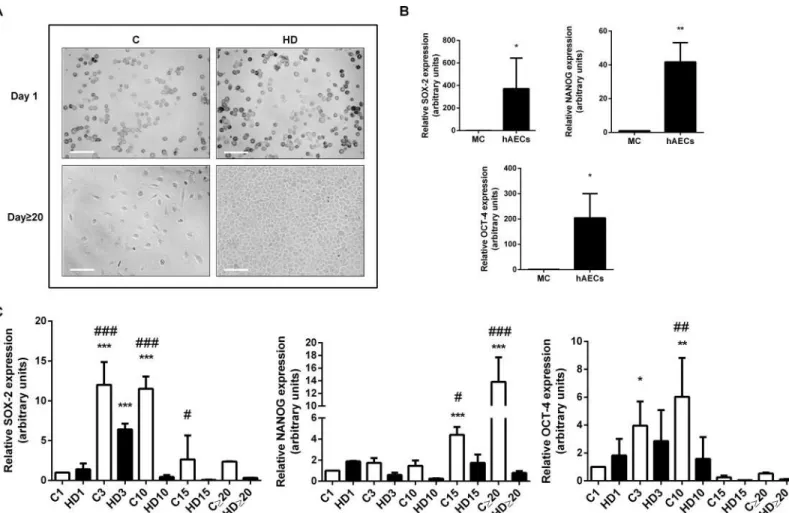 Fig 1. HAECs express pluripotency markers and they diminish during hepatic differentiation