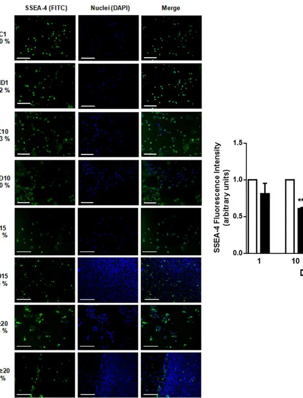 Fig 2. Embryonic antigen SSEA-4 diminishes during HD of hAECs. Amniotic cells were seeded in 24-wells plate and incubated in IMDM 10% FBS (C) or hepatic differentiation medium (HD), during indicated times