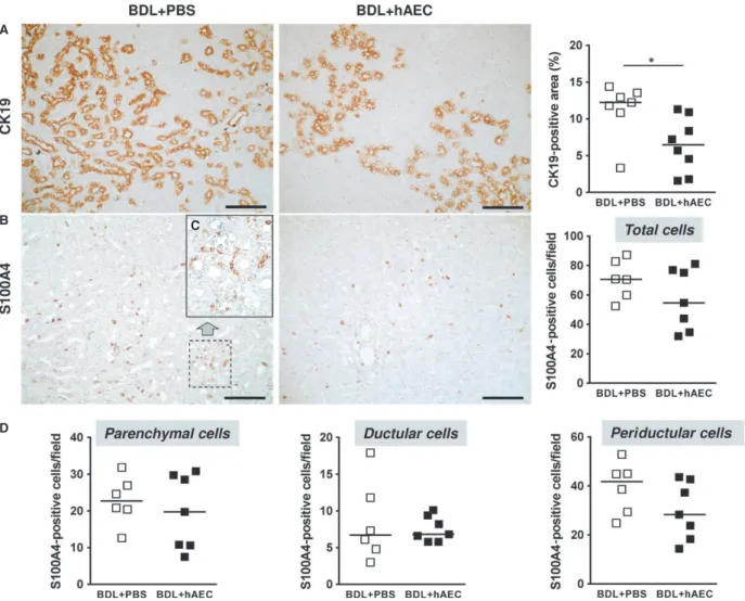 Fig. 4 hAEC treatment reduces the ductular reaction and EMT. Immunohistochemical and quantitative image analysis of rat liver sections from con- con-trol (BDL + PBS) and treated (BDL + hAEC) rats, 6 weeks after BDL