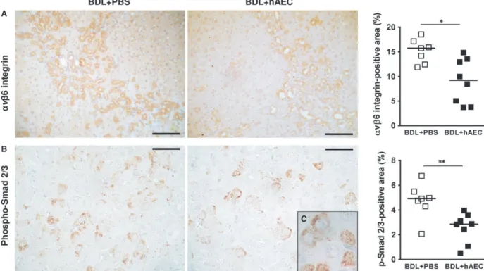 Fig. 5 hAEC treatment decreases TGF- b pathway activation. Immunohistochemical and quantitative image analysis of rat liver sections from control (BDL + PBS) and treated (BDL + hAEC) rats, 6 weeks after BDL