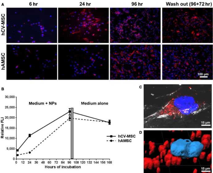 Fig. 1 NP internalization. (A) Representative microscopy images showing internalization of NPs (red signal) in hAMSC (upper panels) and hCV-MSC (lower panels) after 6, 24, 96 hrs of incubation and after 72 hrs of wash out