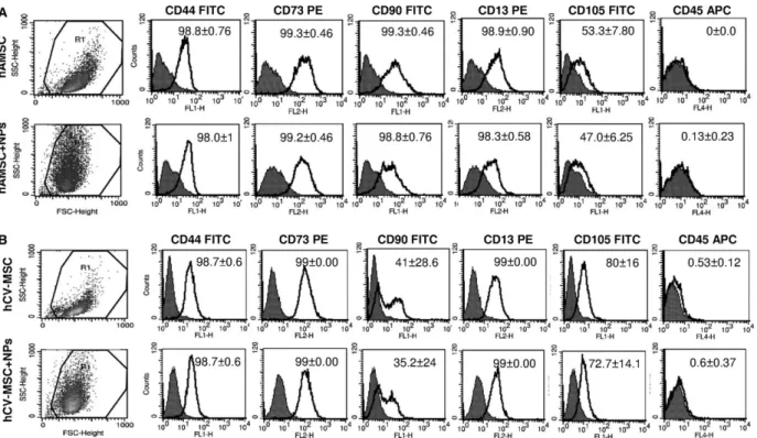 Fig. 3 Phenotype of hAMSC and hCV-MSC in the presence of NPs. Physical parameters and phenotype analysis of hAMSC (A) and hCV-MSC (B) were analysed by flow cytometry before and after NP incorporation