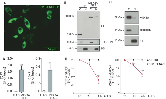 Fig. 5. MEX3A binds its target transcripts and regulates their stability. (A) Immunofluorescence analysis of the MEX3A-GFP recombinant protein; scale bar = 57 lm