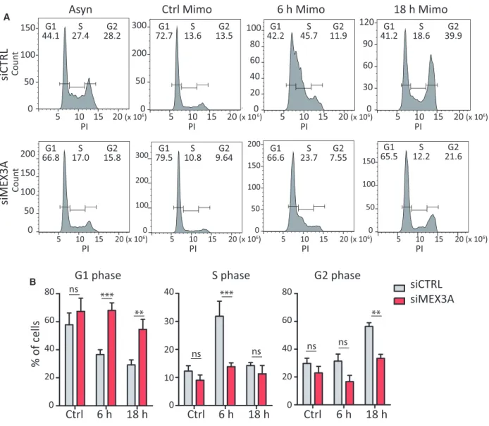 Fig. 7. MEX3A acts on transition G1/S phase of cell. (A) FACS analysis showing DNA content (PI) of MiaPaCa-2 cells after release from mimosine synchronization in cells transfected with CTRL or MEX3A siRNAs