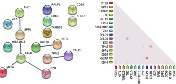 Figure 5. Protein-protein functional interaction network (medium confidence) of the 9 + 8 proteins discriminatory of the CORE tumor zone