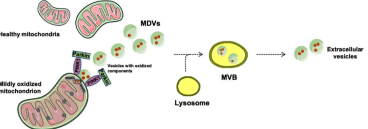 Figure 2. Quality control of mitochondria through the generation and release of mitochondrial-derived vesicles (MDVs)