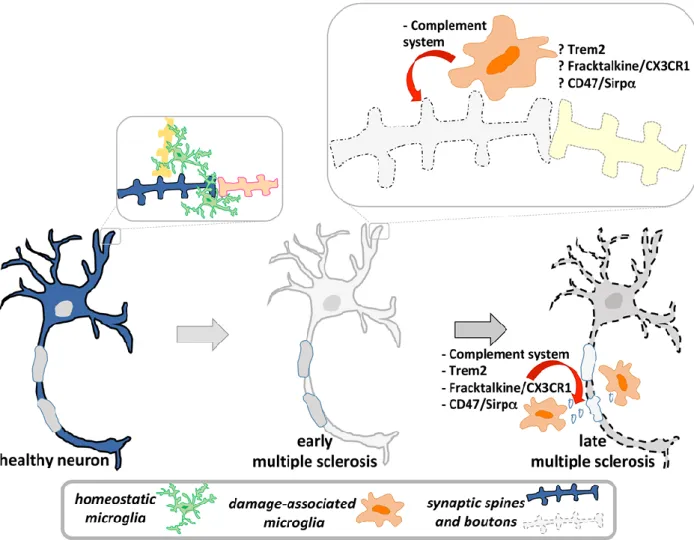 Figure 2. Synapse loss is an early event that characterizes primitive neuronal damage in multiple sclerosis (MS)