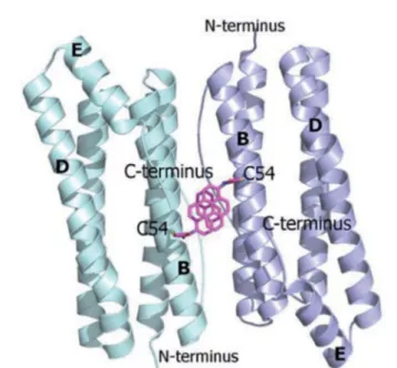 Fig. 1 Ribbon diagram of the antiparallel homodimer structure of HumAfFt (pdb 5LS9). Two NPM molecules are depicted in magenta sticks bound to C54, establishing a p–p stacking interaction, at the dimer interface.