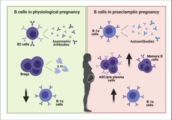 Figure 1. B cells and pregnancy. During physiological pregnancy B cells contribute to establish a tolerant environment