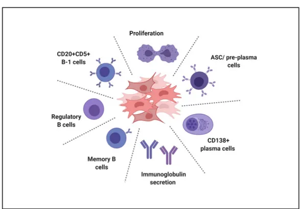 Figure 2. B cell targets of perinatal cells. In vitro and in vivo studies have shown that perinatal cells affect B cell prolifera- prolifera-tion and immunoglobulin secreprolifera-tion