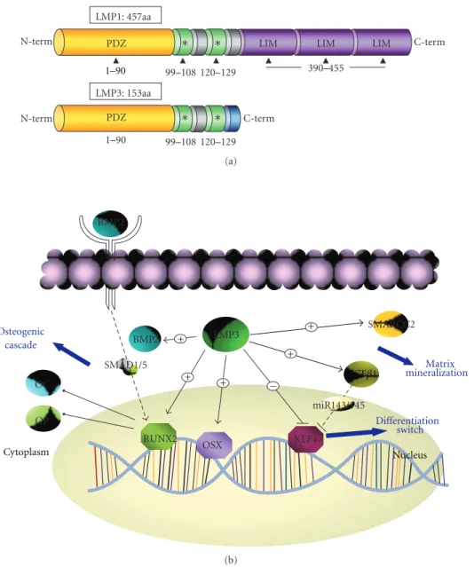 Figure 6: LMP domains and hypothetical signaling pathway.LMP1 and LMP3 are the osteogenic isoforms resulting from the alternative splicing of the PDLIM7 gene