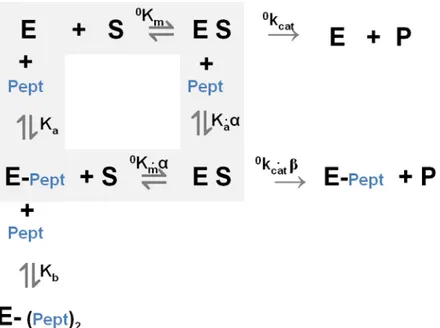 Fig 5. Thermodynamic and kinetic scheme for the effect of the αDG(613–651) peptide on the catalytic processing of the fluorogenic peptide